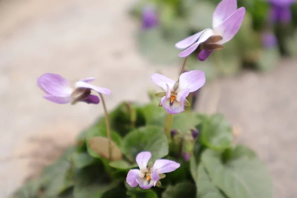 Kwiaty Natura Zewnątrz Słodkie Fiołki Viola Odorata — Zdjęcie stockowe