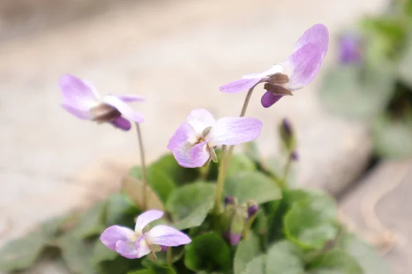 Kwiaty Natura Zewnątrz Słodkie Fiołki Viola Odorata — Zdjęcie stockowe