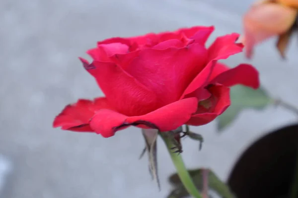 Schöne Rote Rosen Auf Dem Hintergrund Einer Rose — Stockfoto