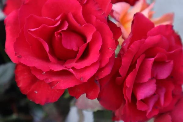 Schöne Rote Rosen Garten Makroblick Auf Die Sonne — Stockfoto