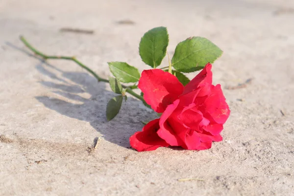 Nahaufnahme Rote Rose Mit Grünen Blättern Und Blütenblättern — Stockfoto