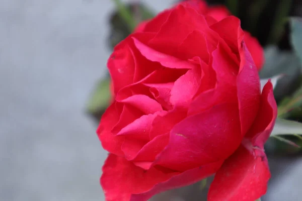 Schöne Rote Rosen Aus Nächster Nähe Einem Garten — Stockfoto