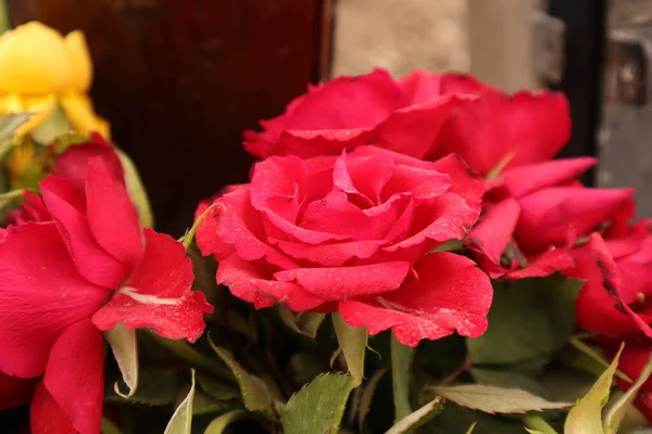 Schöne Rote Rosen Garten Stadtpark — Stockfoto