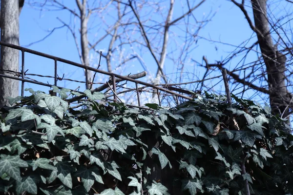 Green Ivy Fence — Stock Photo, Image