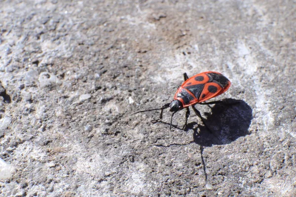 Kırmızı Ateş Böcekleri, Pyrrhocoris Apterus, bir bahçede