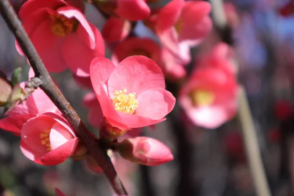 Kevät Kukkivat Puut Vaaleanpunainen Kukkii Puutarhassa Japanilainen Kvitteni Chaenomeles Japonica — kuvapankkivalokuva