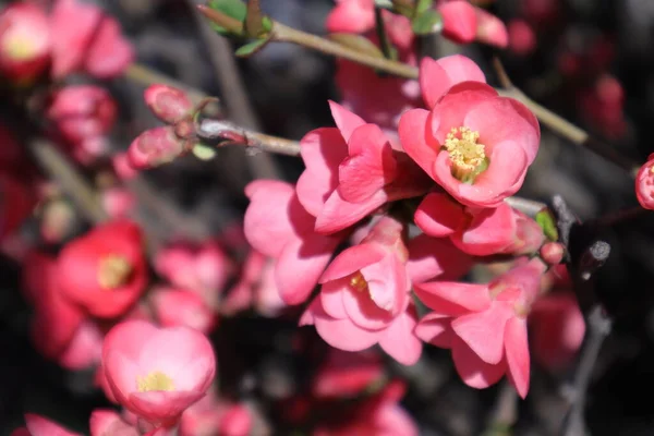 庭にピンク色の花を咲かせる春の花々 日本料理 シャエノメレス ジャポニカ — ストック写真