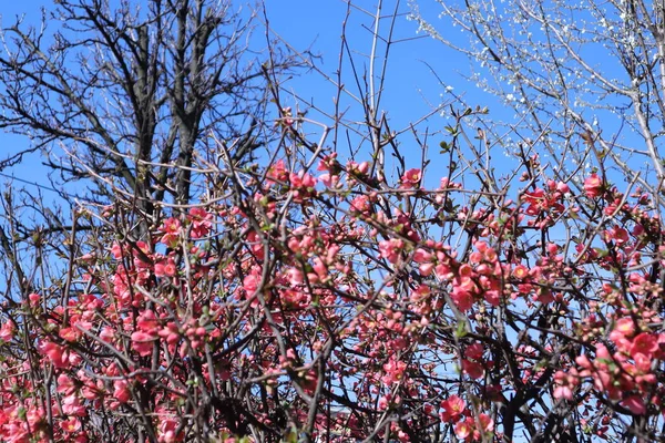 Árvores Floridas Primavera Com Flores Cor Rosa Jardim Marmelo Japonês — Fotografia de Stock