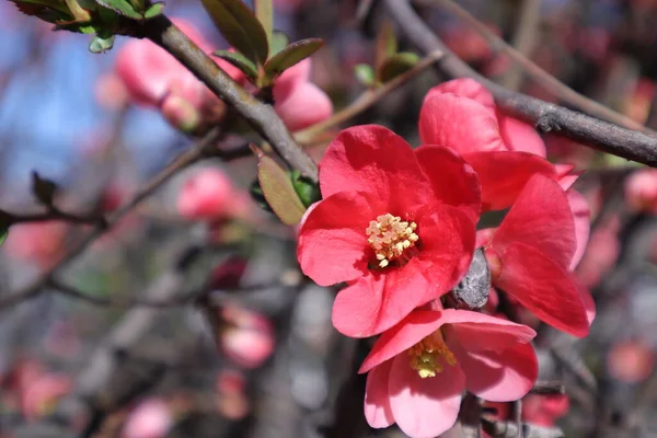 庭にピンク色の花を咲かせる春の花々 日本料理 シャエノメレス ジャポニカ — ストック写真