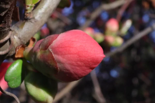 Jarní Kvetoucí Stromy Růžovými Květy Zahradě Japonské Quince Chaenomeles Japonica — Stock fotografie