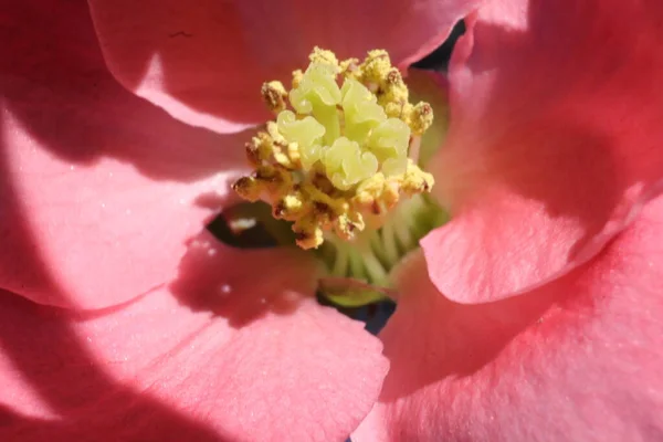 Frühling Blühende Bäume Mit Rosa Blüten Garten Japanische Quitte Chaenomeles — Stockfoto