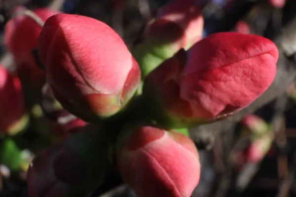 Árvores Floridas Primavera Com Flores Cor Rosa Jardim Marmelo Japonês — Fotografia de Stock