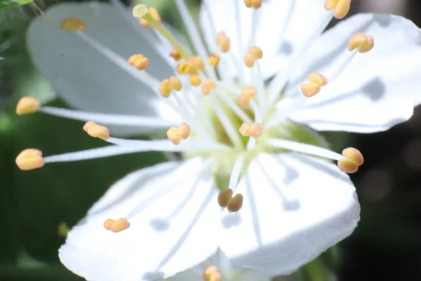 Árboles Florecientes Primavera Con Flores Blancas Jardín —  Fotos de Stock