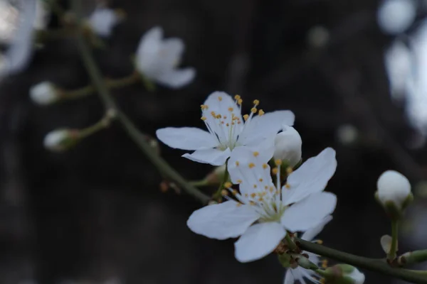 Jarní Kvetoucí Stromy Bílými Květy Zahradě — Stock fotografie