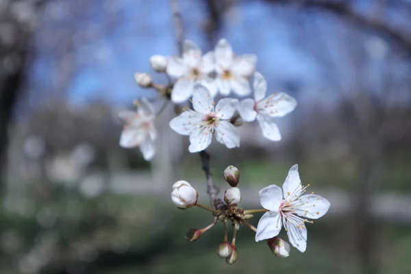庭に白い花が咲く春の花木 — ストック写真