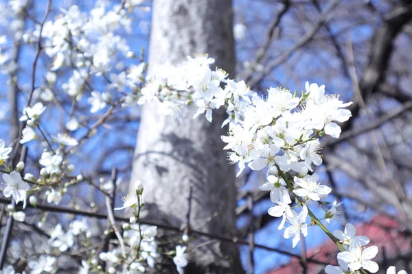 Frühlingsblühende Bäume Mit Weißen Blüten Garten — Stockfoto