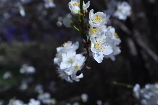 Arbres Fleurs Printanières Fleurs Blanches Dans Jardin — Photo