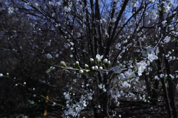 Wiosna Kwitnące Drzewa Białymi Kwiatami Ogrodzie — Zdjęcie stockowe