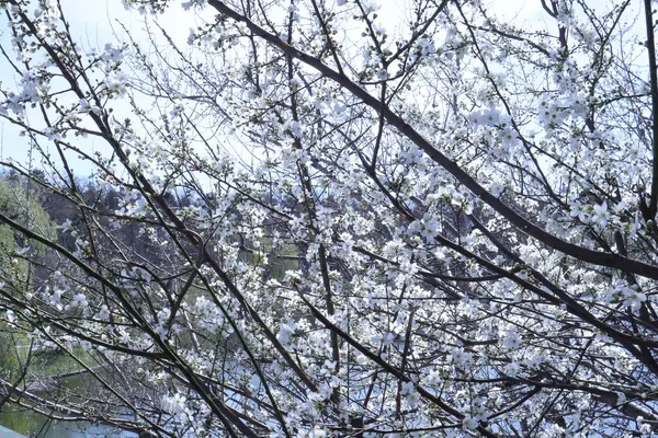 Vårblommande Träd Med Vita Blommor Trädgård — Stockfoto