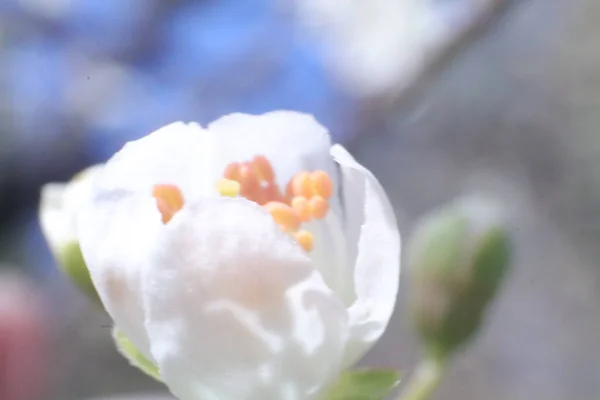 园中开满白花的春花树 — 图库照片