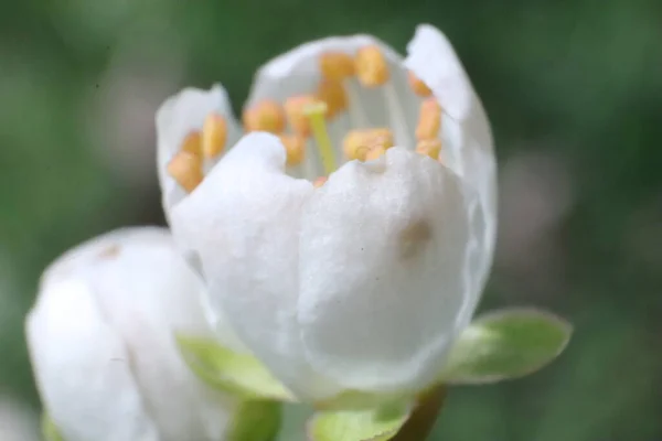 Άνοιξη Ανθισμένα Δέντρα Λευκά Άνθη Κήπο — Φωτογραφία Αρχείου