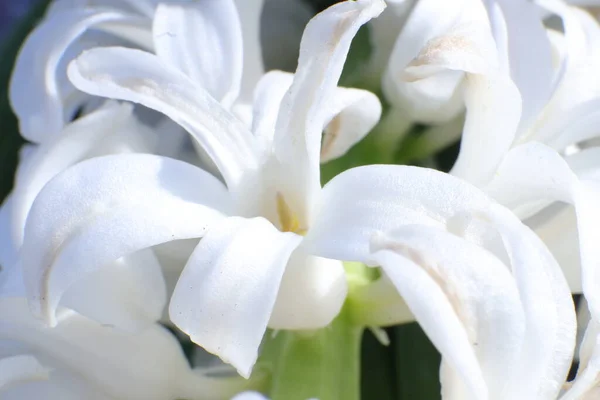 Белый Цветок Лилии Саду — стоковое фото
