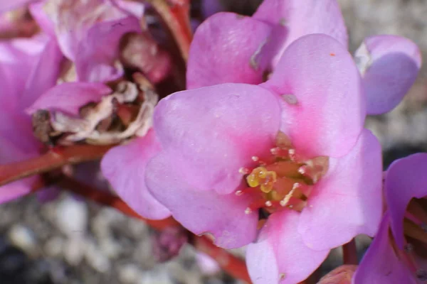 庭の美しいピンクの蘭の花 — ストック写真