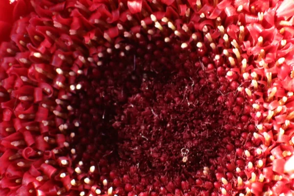 红白相间的玫瑰花瓣 — 图库照片