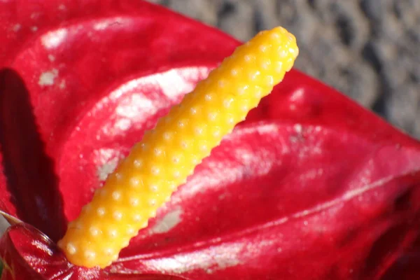 Bahçedeki Bahar Çiçekleri, Anthurium