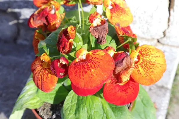 Bahçedeki Bahar Çiçekleri, Calceolaria 