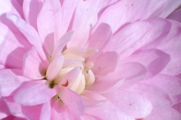 Frühlingsblumen Garten Chrysanthemen — Stockfoto