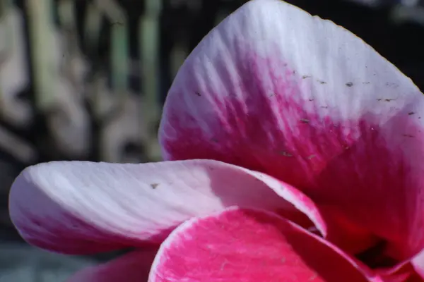 园中的春天之花 天鹅绒 — 图库照片