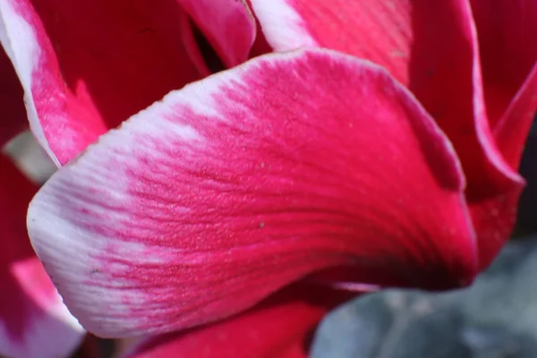 Flores Primavera Jardim Cyclamen — Fotografia de Stock