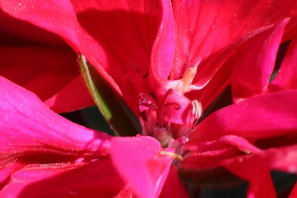 园中的春天之花 天鹅绒 — 图库照片