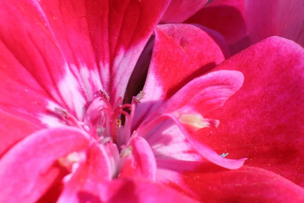 Flores Primavera Jardín Ciclamen — Foto de Stock