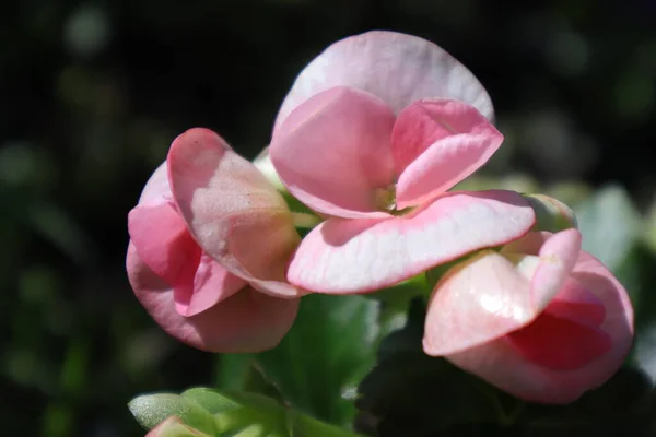 春の庭の花 シクラメン — ストック写真