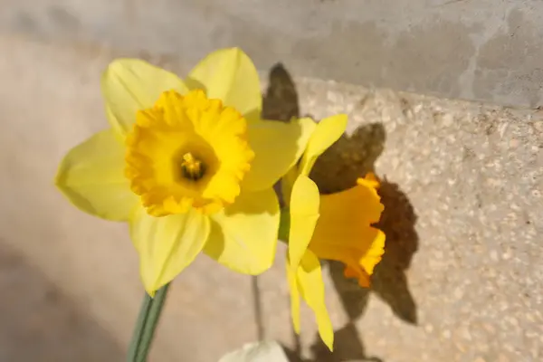 stock image Spring Flowers in a Garden, Daffodil