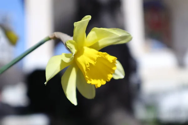 Flores Primavera Jardín Narciso — Foto de Stock