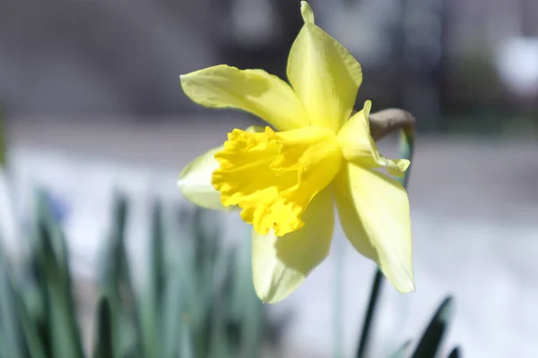 Fiori Primavera Giardino Narciso — Foto Stock