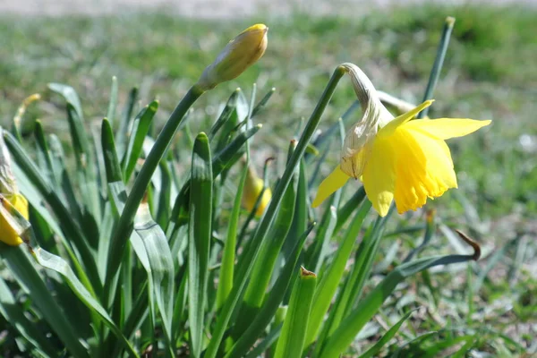 Весенние Цветы Саду Нарцисс — стоковое фото