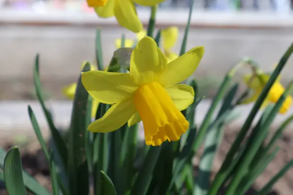 Flores Primavera Jardín Narciso — Foto de Stock