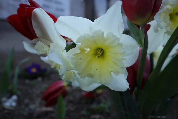 Весенние Цветы Саду Нарцисс — стоковое фото