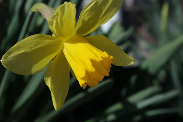 Flores Primavera Jardim Daffodil — Fotografia de Stock
