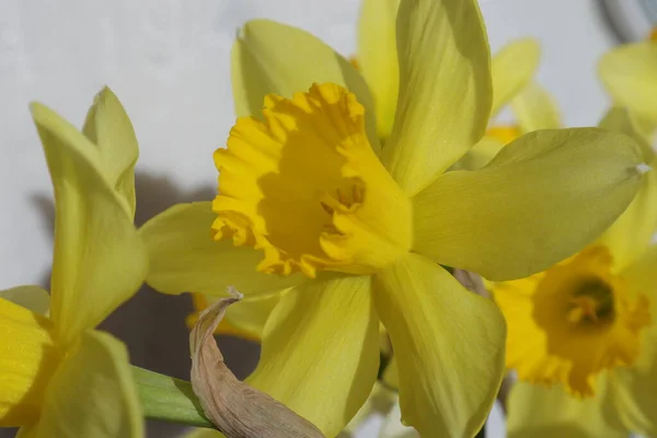 Frühlingsblumen Einem Garten Narzissen — Stockfoto