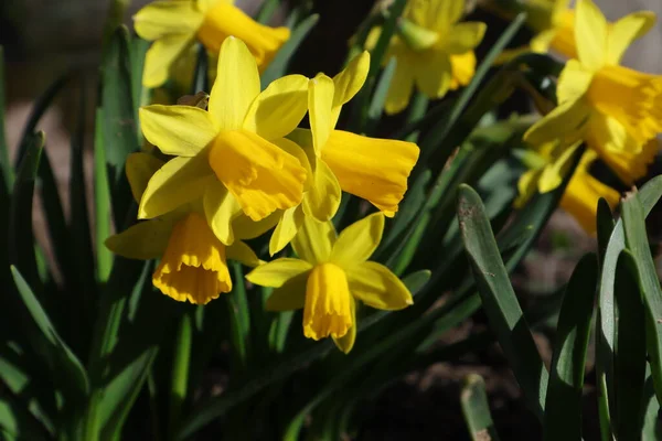Frühlingsblumen Einem Garten Narzissen — Stockfoto