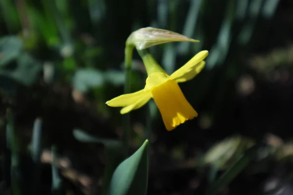 Fiori Primavera Giardino Narciso — Foto Stock