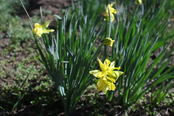 Flores Primavera Jardim Daffodil — Fotografia de Stock