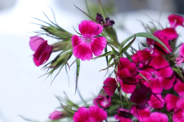 Frühlingsblumen Garten Dianthus Nelke Rosa Gillyflowers Sweet William Oststern — Stockfoto