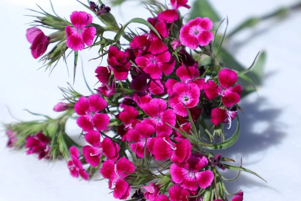 Tavaszi Virágok Kertben Dianthus Szegfű Rózsaszín Kopoltyúvirág Édes William Keleti — Stock Fotó