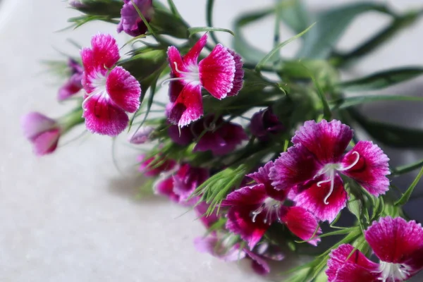 stock image Spring Flowers in a Garden, Dianthus, Carnation, Pinks, Gillyflowers, Sweet William, Eastern Star